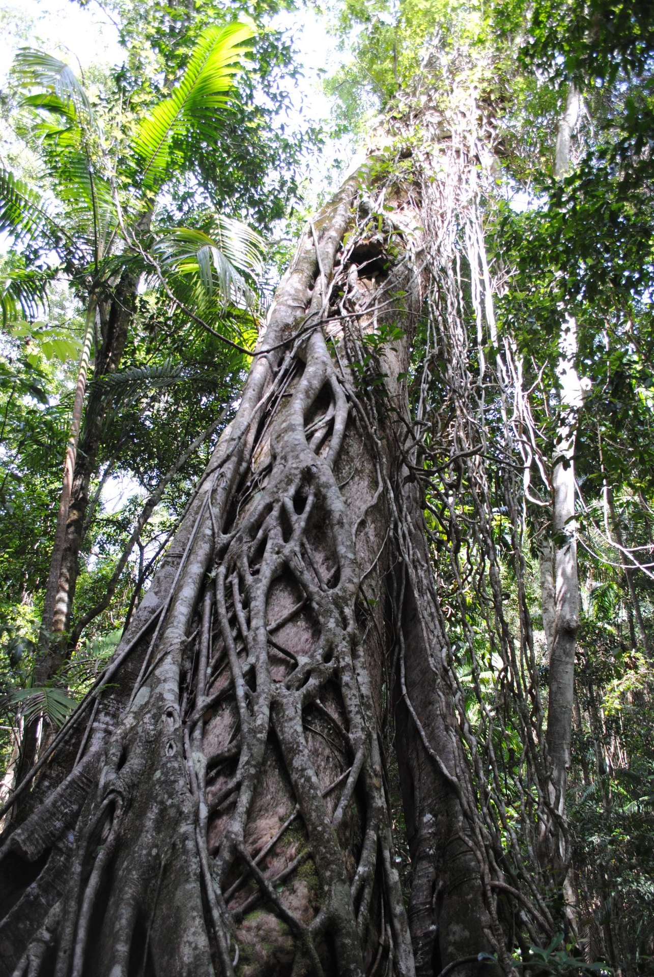 La forêt de K'gari