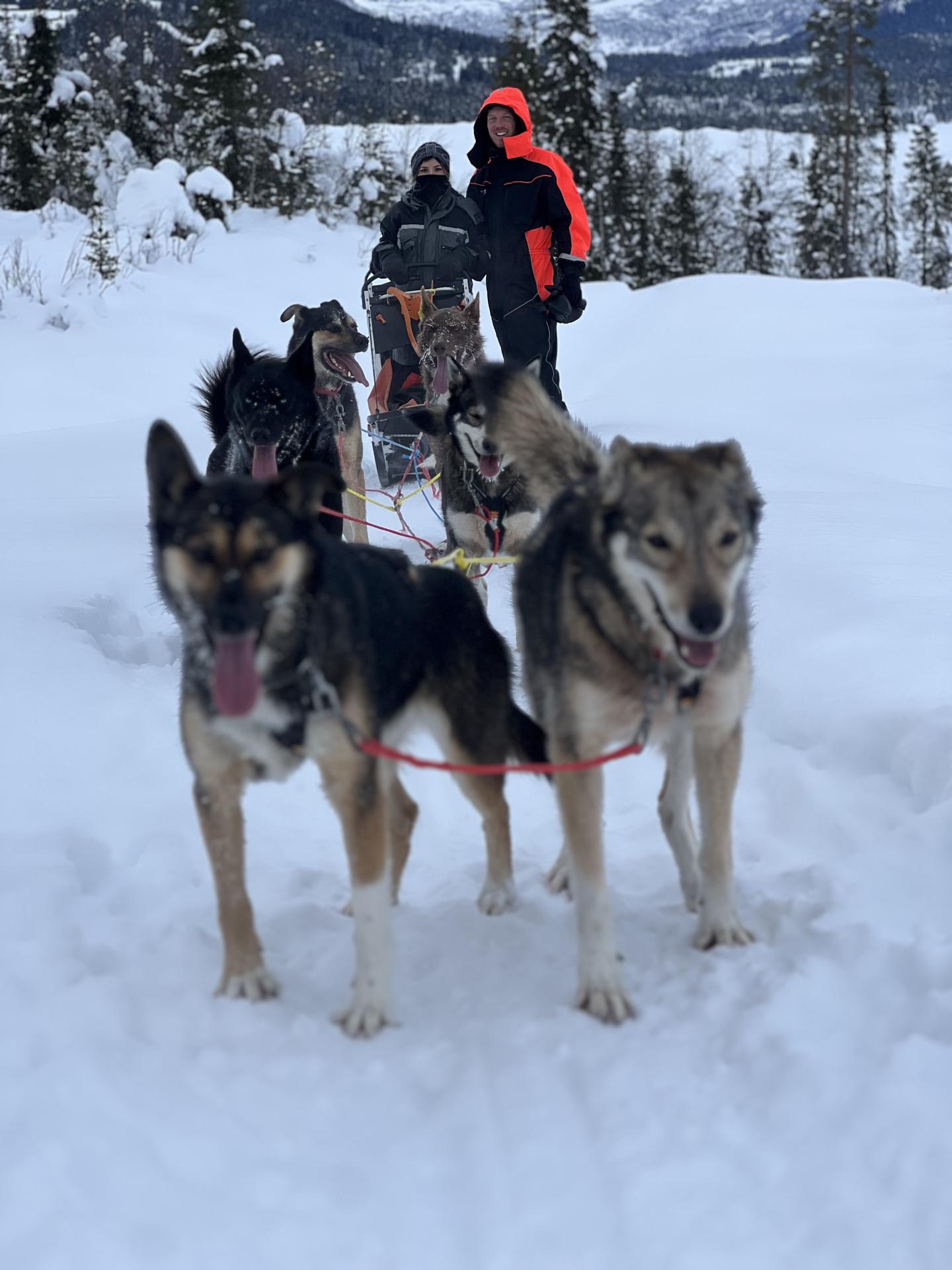 Chiens de traîneaut